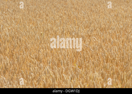 Ripe Wheat Field Foto Stock