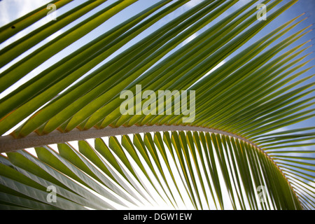 green palm tree leaf and blue sky Foto Stock