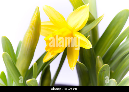 Giallo bella daffodil su sfondo bianco Foto Stock