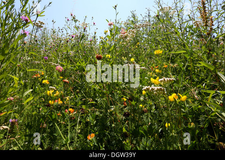 Prato estivo, secco ruderal vegetazione Foto Stock