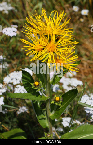 Enula, Inula helenium Foto Stock