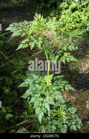 Aethusa cynapium, Fool's prezzemolo Foto Stock