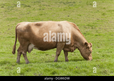 Bovini (Bos primigenius taurus) Foto Stock