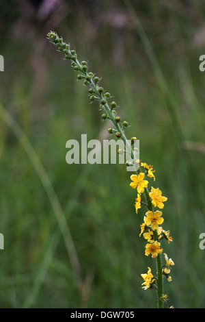 Agrimony comune, Agrimonia eupatoria Foto Stock