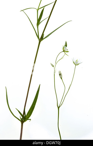 Stellaria graminea, Grassleaf Starwort Foto Stock