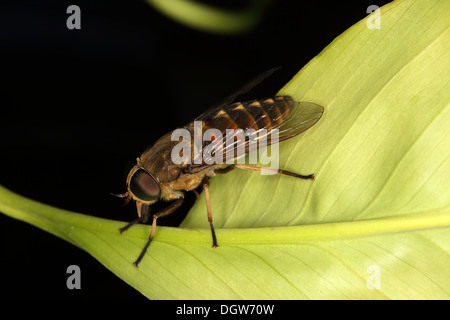 Tabanus sudeticus, scuro gigantesco cavallo-fly Foto Stock