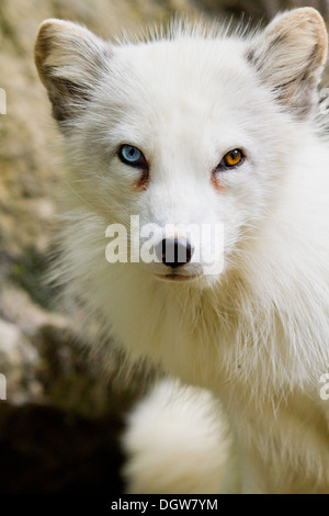 Arctic Fox (Alopex lagopus) Foto Stock