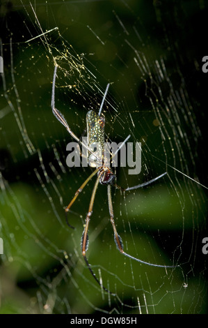 Seta dorata orb weaver Foto Stock