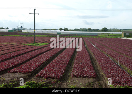 Commercial lollo rosso crescente di lattuga, Offenham, Vale of Evesham, Worcestershire, Regno Unito Foto Stock