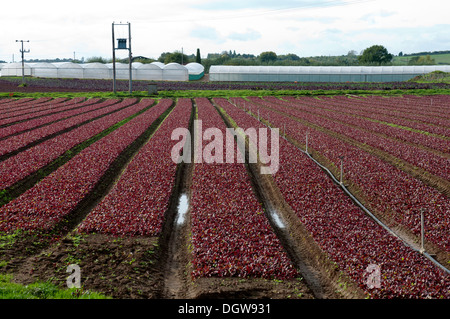 Commercial lollo rosso crescente di lattuga, Offenham, Vale of Evesham, Worcestershire, Regno Unito Foto Stock