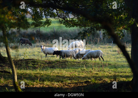 Pecore alimentando il loro pascolo lungo il fiume Nybroån Foto Stock