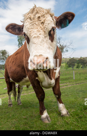 Close up di vacca guardando la fotocamera Foto Stock