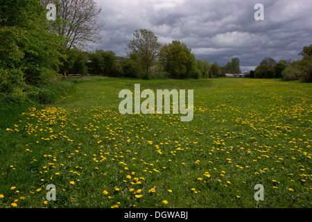 Floodplain fiorito prati sul sito di 'Battaglia di Tewkesbury', uno della definizione di battaglie della guerra dei Roses, Gloucs Foto Stock