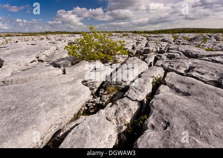 Recedono ash crescente nella pavimentazione di pietra calcarea da Lough Geallain, Burren National Park, Co. Clare, Irlanda Foto Stock