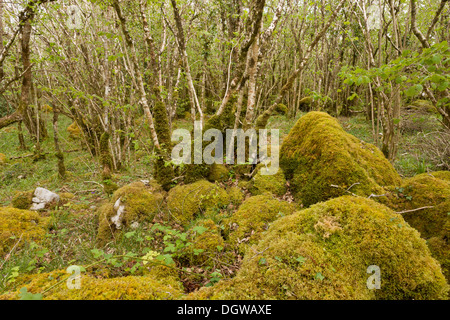 Antica Hazel ceduo sulla pavimentazione di pietra calcarea in primavera, nel Burren National Park, Irlanda Foto Stock