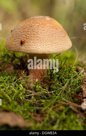 Non commestibili (fungo Amanita rubescens) nella foresta Foto Stock