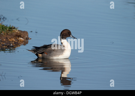Northern pintail, Anas acuta, singolo maschio su acqua, Warwickshire, Ottobre 2013 Foto Stock
