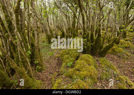 Antica Hazel ceduo sulla pavimentazione di pietra calcarea in primavera, nel Burren National Park, Irlanda Foto Stock