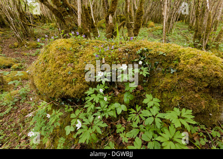Antica Hazel ceduo sulla pavimentazione di pietra calcarea in primavera, con legno di anemoni e viole, nel Burren National Park, Irlanda Foto Stock