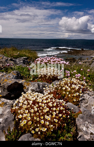 Sassifraga irlandese, Saxifraga rosacea, crescente con la parsimonia in costiera di pavimentazione di pietra calcarea a Poulsallagh, Burren, Irlanda Foto Stock