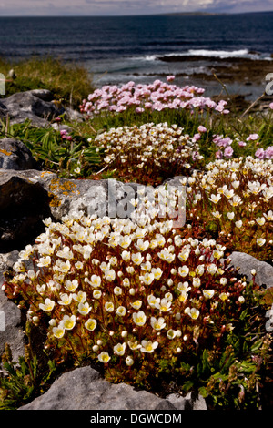 Sassifraga irlandese, Saxifraga rosacea, crescente con la parsimonia in costiera di pavimentazione di pietra calcarea a Poulsallagh, Burren, Irlanda Foto Stock