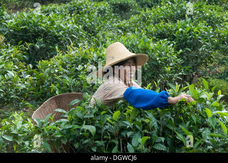 Donna spiumatura tè in una piantagione di tè, villaggio di Akha Loto vicino Jiangcheng, Pu'er City, nella provincia dello Yunnan Foto Stock