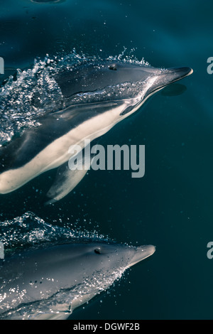 Primo piano di due delfini nello stretto di Gibilterra. Foto Stock