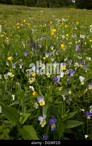 Prato fiorito con wild pansies, renoncules etc in Rila montagne, Bulgaria Foto Stock