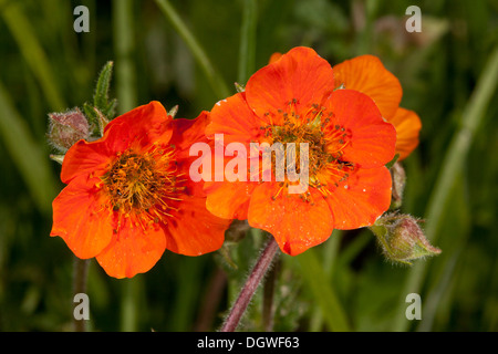 O rosso scarlatto, Avens Geum coccineum, crescente selvatici in Bulgaria. Foto Stock