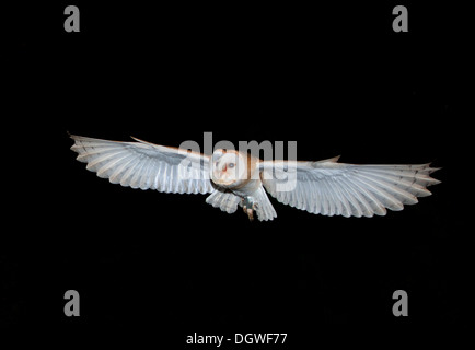 Barbagianni volare di notte.(Tyto alba). Foto Stock