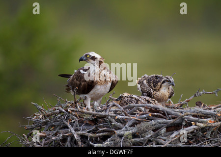 Osprey o mare Hawk (Pandion haliaetus) su un nido d'aquila con uccelli giovani, Kajaani sub-regione, Finlandia Foto Stock