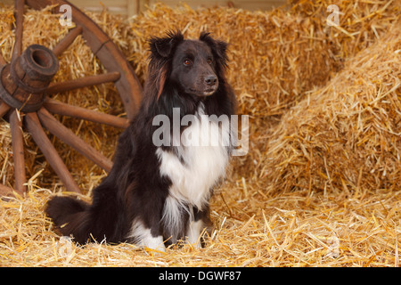 Sheltie, in bianco e nero / Shetland Sheepdog |Sheltie, Ruede, schwarz-weiss / Shetland Sheepdog, alter Hund Foto Stock