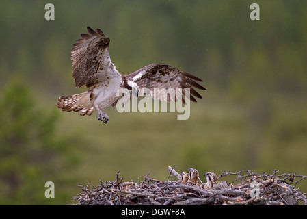 Osprey o mare Hawk (Pandion haliaetus) avvicinamento alla Terra su un nido d'aquila, Kajaani sub-regione, Finlandia Foto Stock