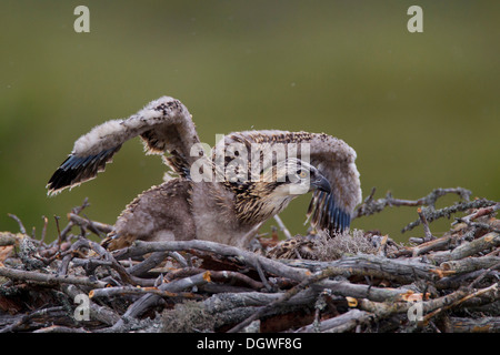 Osprey o mare Hawk (Pandion haliaetus), uccelli giovani su un nido d'aquila, Kajaani sub-regione, Finlandia Foto Stock