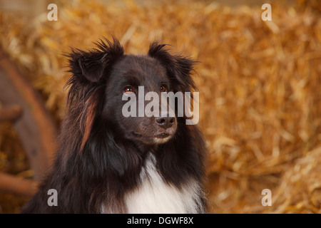 Sheltie, in bianco e nero / Shetland Sheepdog |Sheltie, Ruede, schwarz-weiss / Shetland Sheepdog, alter Hund Foto Stock