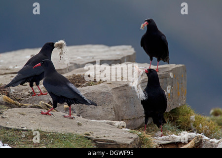 Gracchi alpini (Chough pyrrhocorax) con lana di pecora come materiale di nidificazione, Pirenei, Aragona, Spagna Foto Stock