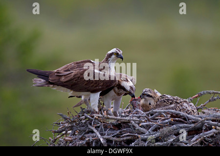 Il falco pescatore o mare Hawks (Pandion haliaetus), coppia in un'aerie, femmina alimentazione di pulcini, Kajaani sub-regione, Finlandia Foto Stock