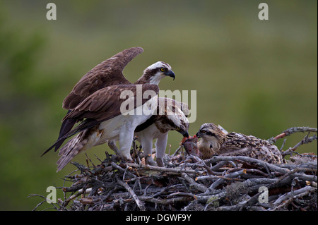 Il falco pescatore o mare Hawks (Pandion haliaetus), coppia in un'aerie, femmina alimentazione di pulcini, Kajaani sub-regione, Finlandia Foto Stock