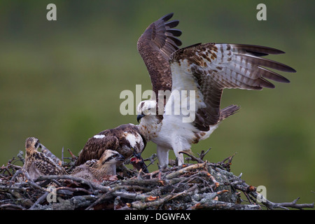 Il falco pescatore o mare Hawks (Pandion haliaetus), coppia in un'aerie, femmina alimentazione di pulcini, Kajaani sub-regione, Finlandia Foto Stock