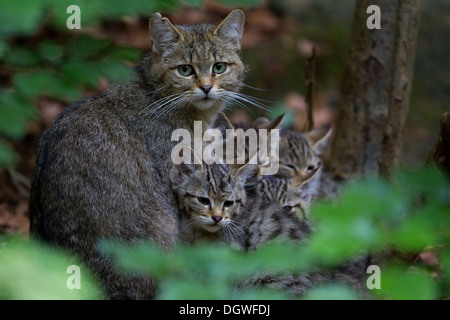 Gatto selvatico (Felis silvestris) con i gattini, giovane, Parco Nazionale della Foresta Bavarese Game Reserve, Neuschönau, Bassa Baviera, Baviera Foto Stock