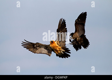 Avvoltoi Barbuto (Gypaetus barbatus), adulti e immaturi di un uccello in volo, Pirenei, Aragona, Spagna Foto Stock