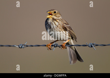 Corn Bunting (Emberiza calandra), cantando maschio, Estremadura, Spagna Foto Stock