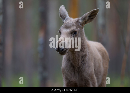 Eurasian elk o Alce (Alces alces), vitello giovane, Lappland, Svezia Foto Stock