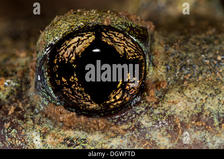 Ostetrica comune Toad (Alytes obstetricans), occhio, Turingia, Germania Foto Stock