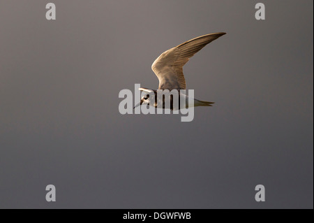 Black Tern (Chlidonias niger) in volo, Berlino, Germania Foto Stock