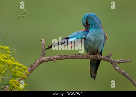 Rullo europea (Coracias garrulus) preening, North Bulgaria Bulgaria Foto Stock