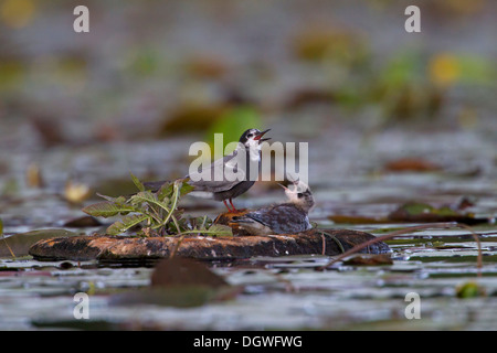 Black Tern (Chlidonias niger), uccello adulto alimentazione di un pulcino su un nido artificiale piattaforma, Berlino, Germania Foto Stock