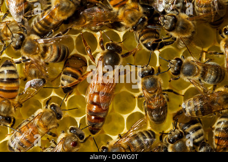 Western miele api (Apis mellifera), regina sul nido circondato da lavoratori, Turingia, Germania Foto Stock