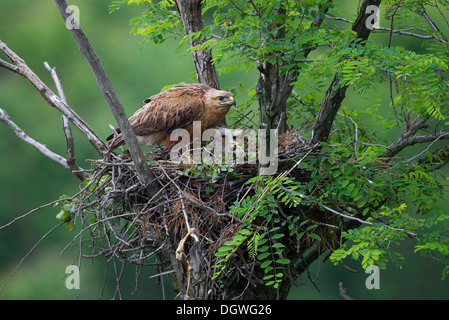 Dalle lunghe gambe Poiana (Buteo Rufinus), femmina con pulcino, giovane uccello, sul nido, North Bulgaria Bulgaria Foto Stock