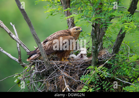 Dalle lunghe gambe Poiana (Buteo Rufinus), femmine e pulcino, giovane uccello, sul nido, North Bulgaria Bulgaria Foto Stock